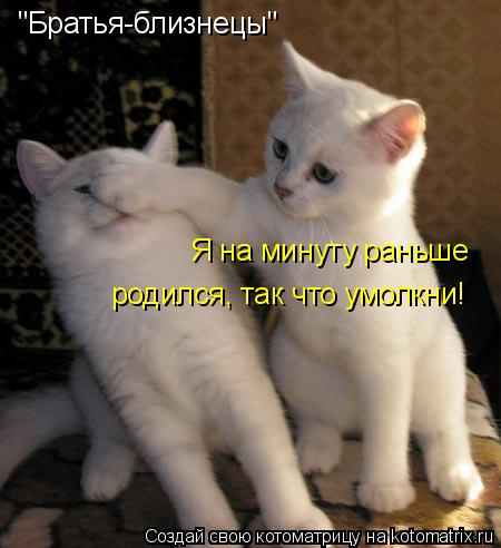 "Братья-близнецы" Я на минуту раньше родился, так что умолкни!... Котоматрица: "Братья-близнецы" Я на минуту раньше родился, так что умолкни!