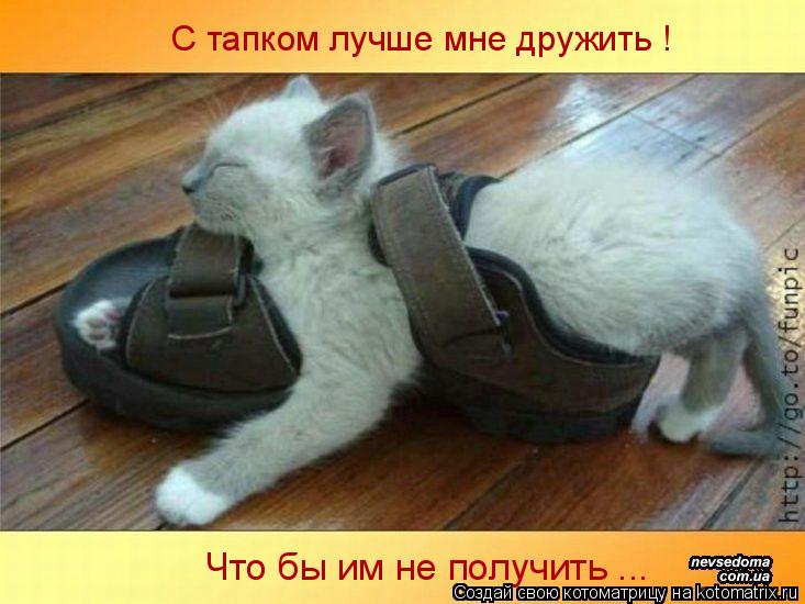 С тапком лучше мне дружить ! Что бы им не получить ...... Котоматрица: С тапком лучше мне дружить ! Что бы им не получить ...