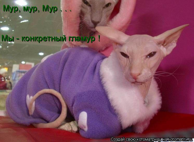 Мур, мур, Мур . . . Мы - конкретный гламур !... Котоматрица: Мур, мур, Мур . . . Мы - конкретный гламур !