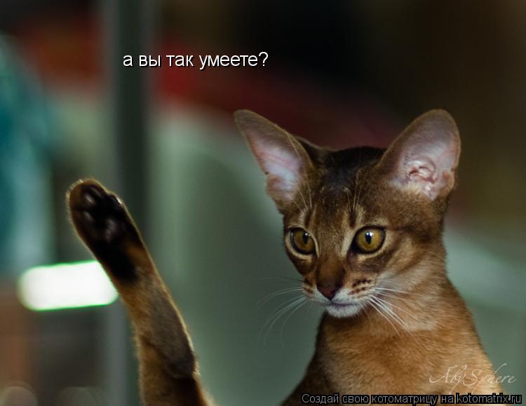 а вы так умеете?... Котоматрица: а вы так умеете?
