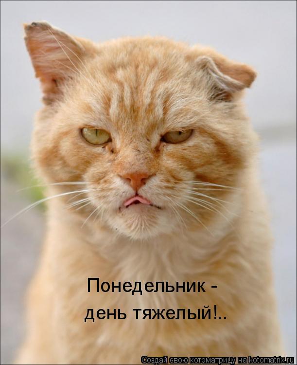 Понедельник - день тяжелый!..... Котоматрица: Понедельник - день тяжелый!..