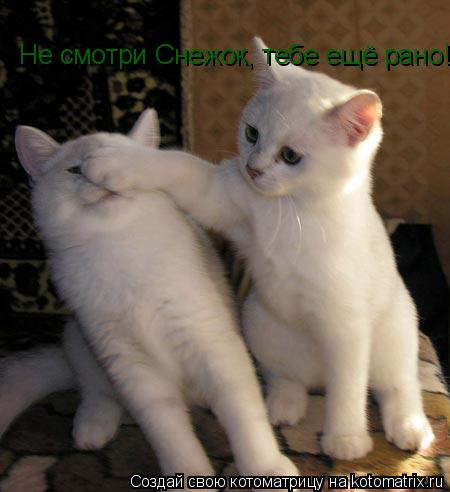 Не смотри Снежок, тебе ещё рано!... Котоматрица: Не смотри Снежок, тебе ещё рано!
