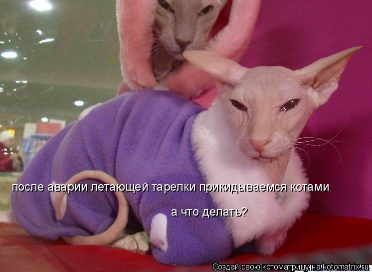 Котоматрица: после аварии летающей тарелки прикидываемся котами а что делать?