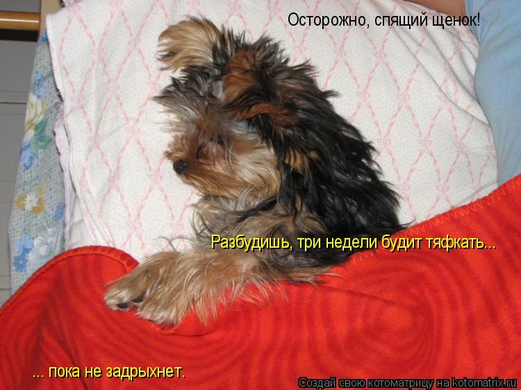 Осторожно, спящий щенок! Разбудишь, три недели будит тяфкать... ... пока не задрыхнет.... Котоматрица: Осторожно, спящий щенок! Разбудишь, три недели будит тяфкать... ... пока не задрыхнет.