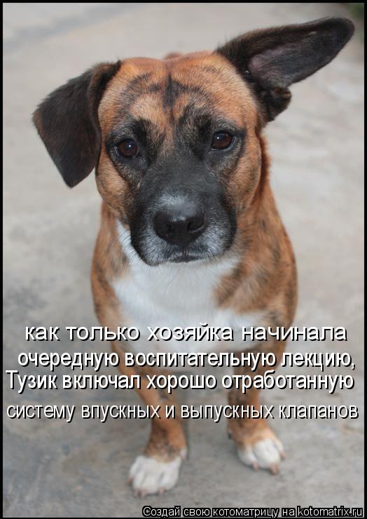 Котоматрица: как только хозяйка начинала очередную воспитательную лекцию,  Тузик включал хорошо отработанную систему впускных и выпускных клапанов