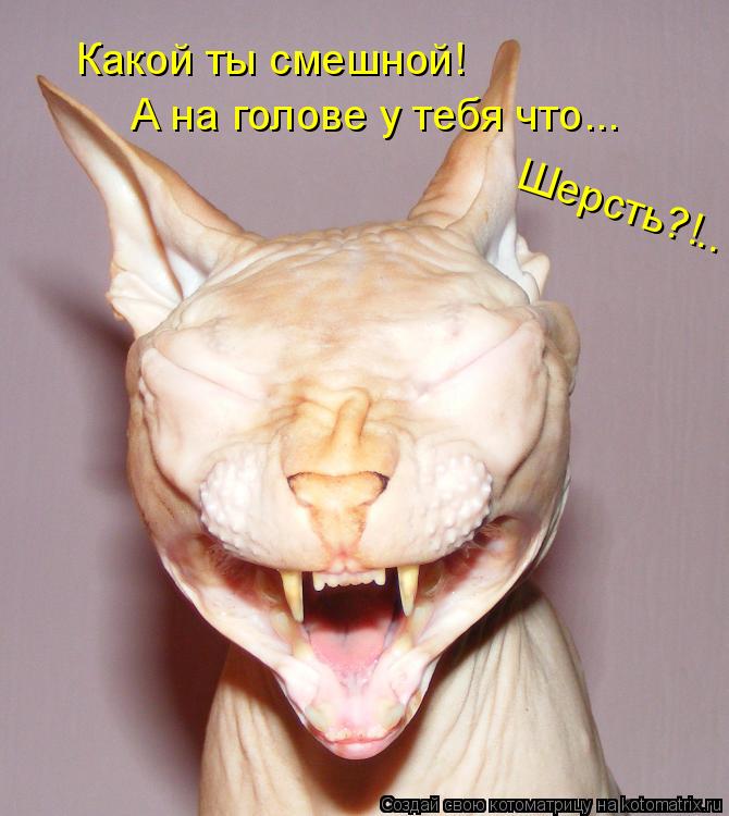 Какой ты смешной! А на голове у тебя что... Шерсть?!..... Котоматрица: Какой ты смешной! А на голове у тебя что... Шерсть?!..
