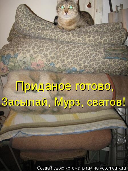 Приданое готово, Засылай, Мурз, сватов!... Котоматрица: Приданое готово, Засылай, Мурз, сватов!