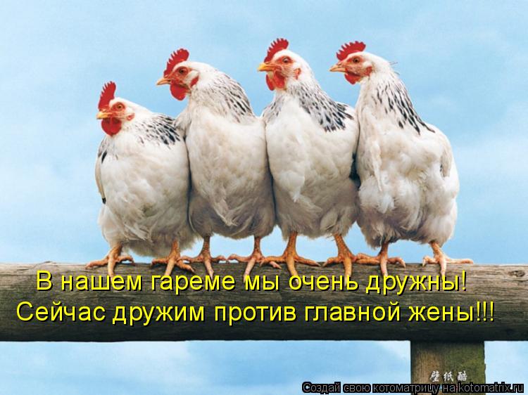 Котоматрица: В нашем гареме мы очень дружны! Сейчас дружим против главной жены!!!