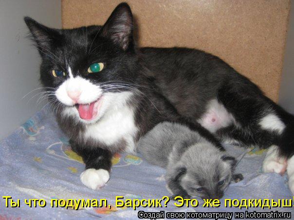 Ты что подумал, Барсик? Это же подкидыш!... Котоматрица: Ты что подумал, Барсик? Это же подкидыш!