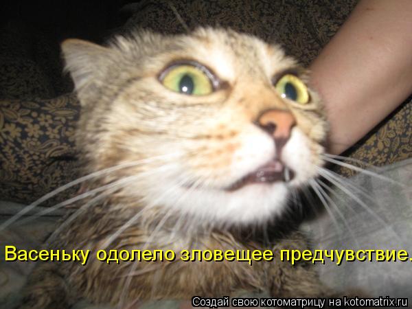 Васеньку одолело зловещее предчувствие...... Котоматрица: Васеньку одолело зловещее предчувствие...
