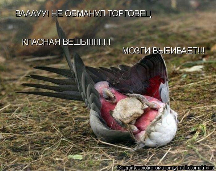ВАААУУ! НЕ ОБМАНУЛ ТОРГОВЕЦ КЛАСНАЯ ВЕШЬ!!!!!!!!!! МОЗГИ ВЫБИВАЕТ!!!... Котоматрица: ВАААУУ! НЕ ОБМАНУЛ ТОРГОВЕЦ КЛАСНАЯ ВЕШЬ!!!!!!!!!! МОЗГИ ВЫБИВАЕТ!!!
