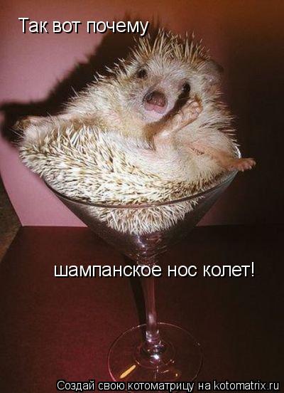 Так вот почему шампанское нос колет!... Котоматрица: Так вот почему шампанское нос колет!
