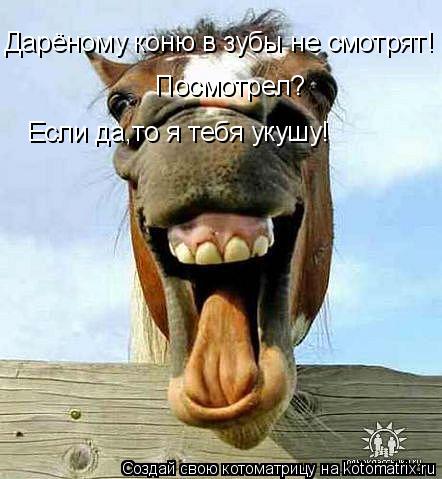 Дарёному коню в зубы не смотрят! Посмотрел? Если да,то я тебя укушу!... Котоматрица: Дарёному коню в зубы не смотрят! Посмотрел? Если да,то я тебя укушу!