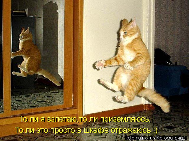 То ли я взлетаю,то ли приземляюсь, То ли это просто в шкафе отражаюсь :)... Котоматрица: То ли я взлетаю,то ли приземляюсь, То ли это просто в шкафе отражаюсь :)