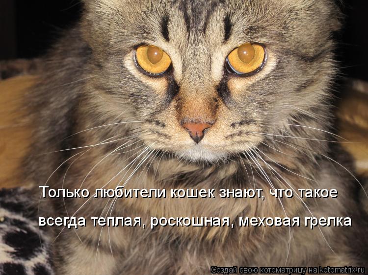 Котоматрица: Только любители кошек знают, что такое  всегда теплая, роскошная, меховая грелка