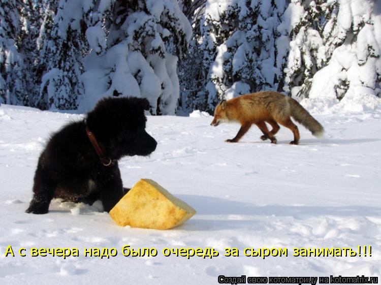 Котоматрица: А с вечера надо было очередь за сыром занимать!!!