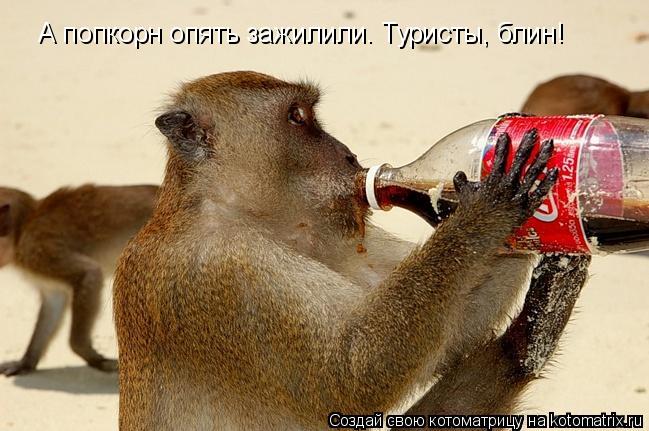 Котоматрица: А попкорн опять зажилили. Туристы, блин!