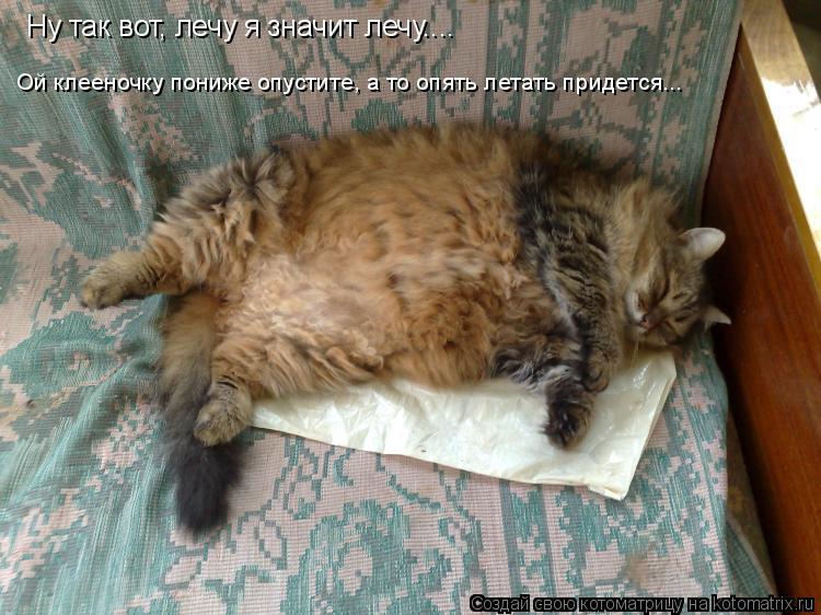 Котоматрица: Ну так вот, лечу я значит лечу.... Ой клееночку пониже опустите, а то опять летать придется...