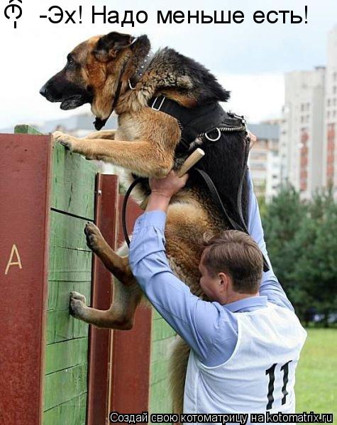Котоматрица: -Эх! Надо меньше есть! -Эх! Надо меньше есть!