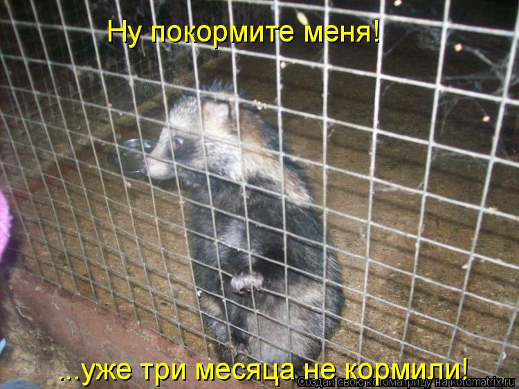 Котоматрица: Ну покормите меня! ...уже три месяца не кормили!