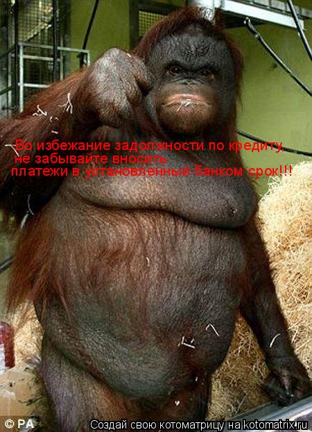 Котоматрица: Во избежание задолжности по кредиту, не забывайте вносить  платежи в установленный банком срок!!!
