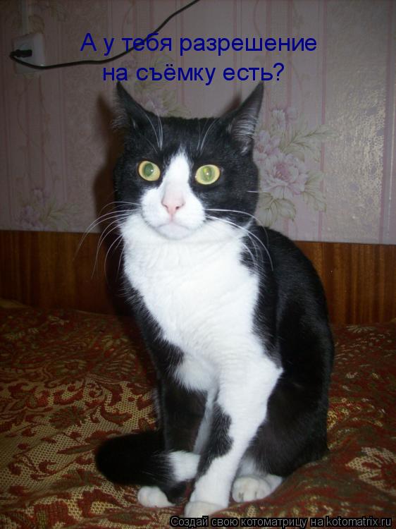 Котоматрица: А у тебя разрешение на съёмку есть?