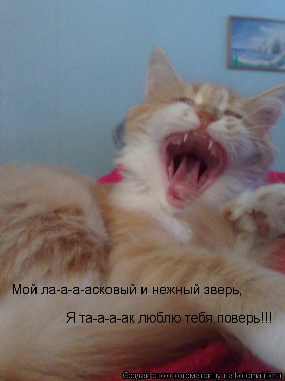 Котоматрица: Мой ла-а-а-асковый и нежный зверь, Я та-а-а-ак люблю тебя,поверь!!!