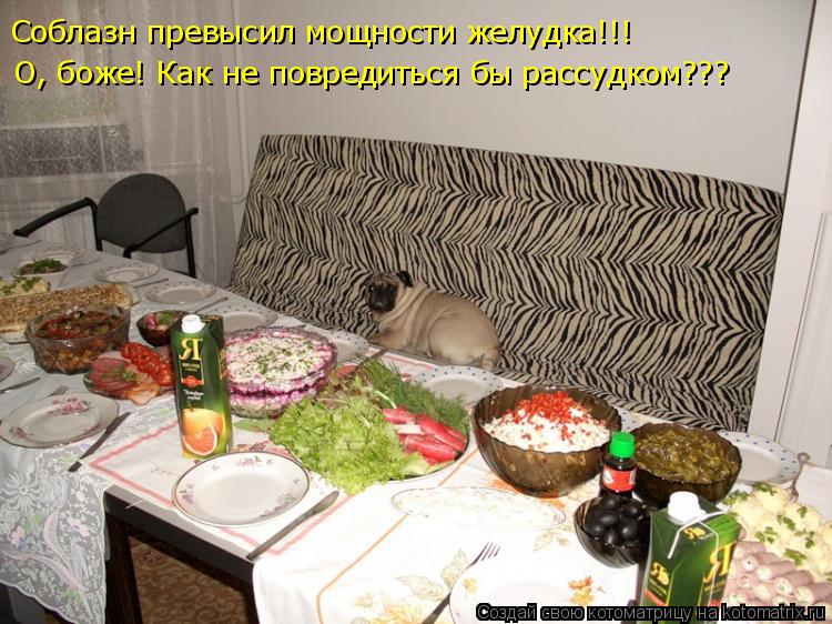 Котоматрица: Соблазн превысил мощности желудка!!! О, боже! Как не повредиться бы рассудком???