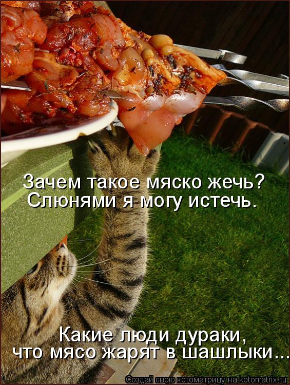 Зачем такое мяско жечь? Слюнями я могу истечь. Какие люди дураки, что мясо жарят в шашлыки...... Котоматрица: Зачем такое мяско жечь? Слюнями я могу истечь. Какие люди дураки, что мясо жарят в шашлыки...