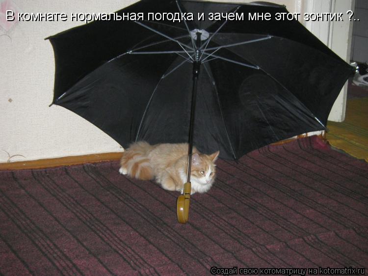 Котоматрица: В комнате нормальная погодка и зачем мне этот зонтик ?..
