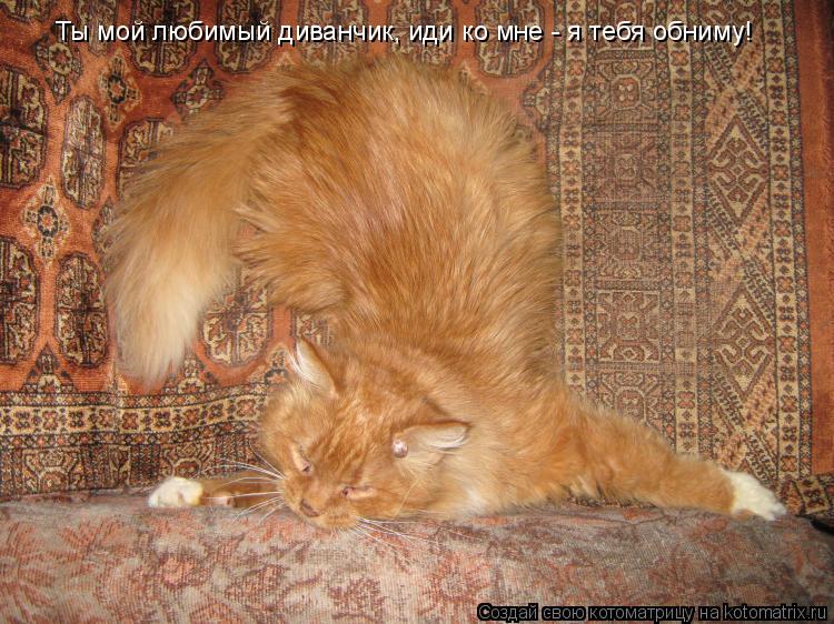 Котоматрица: Ты мой любимый диванчик, иди ко мне - я тебя обниму!