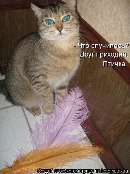 Котоматрица: - Что случилось? Друг приходил. Птичка.