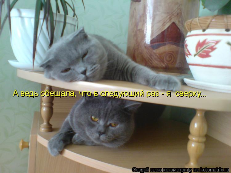Котоматрица: А ведь обещала, что в следующий раз - я  сверху...