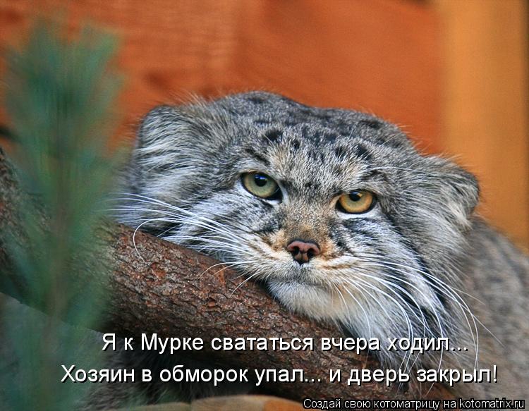 Котоматрица: Я к Мурке свататься вчера ходил... Хозяин в обморок упал... и дверь закрыл!