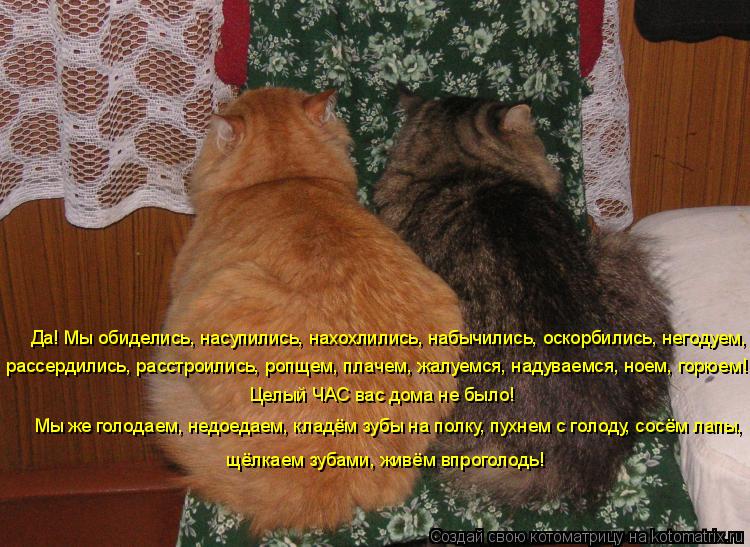 Котоматрица: Да! Мы обиделись, насупились, нахохлились, набычились, оскорбились, негодуем, рассердились, расстроились, ропщем, плачем, жалуемся, надуваем