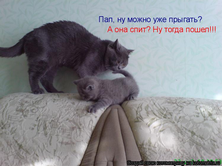 Котоматрица: Пап, ну можно уже прыгать? А она спит? Ну тогда пошел!!!