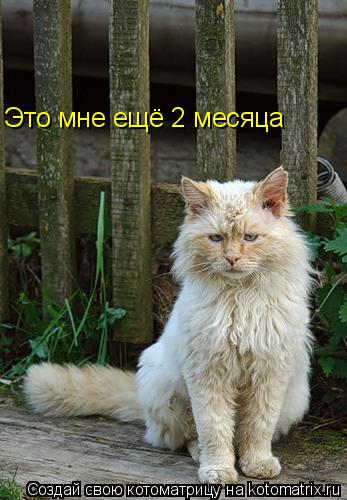 Котоматрица: Это мне ещё 2 месяца