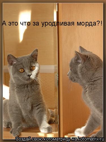 А это что за уродливая морда?!... Котоматрица: А это что за уродливая морда?!