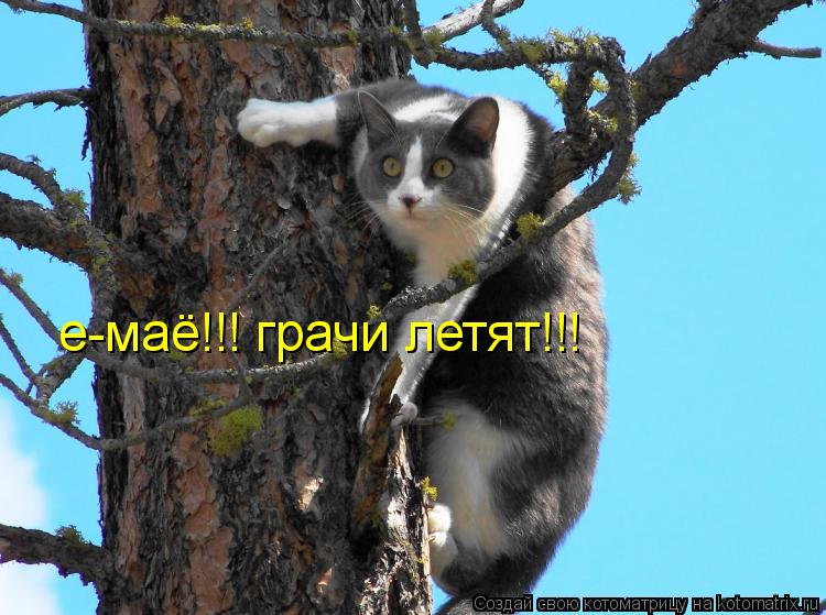 е-маё!!! грачи летят!!!... Котоматрица: е-маё!!! грачи летят!!!