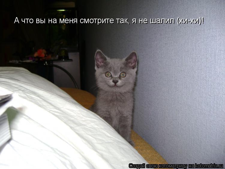 А что вы на меня смотрите так, я не шалил (хи-хи)!... Котоматрица: А что вы на меня смотрите так, я не шалил (хи-хи)!