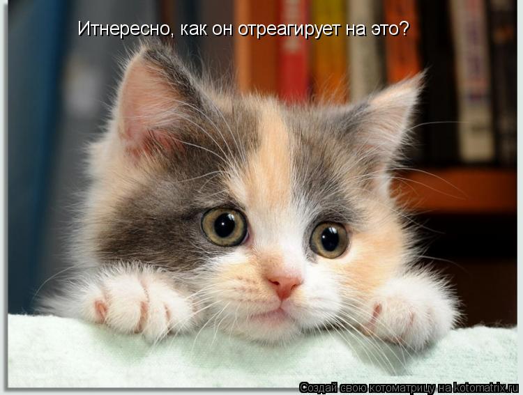 Итнересно, как он отреагирует на это?... Котоматрица: Итнересно, как он отреагирует на это?