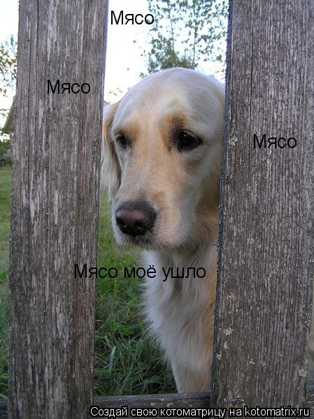Мясо Мясо Мясо Мясо моё ушло... Котоматрица: Мясо Мясо Мясо Мясо моё ушло