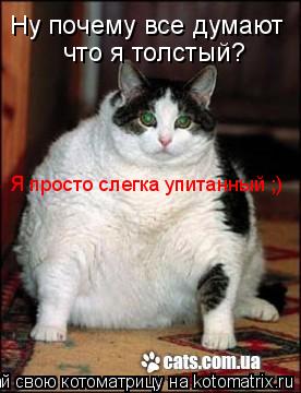 Ну почему все думают что я толстый? Я просто слегка упитанный ;)... Котоматрица: Ну почему все думают что я толстый? Я просто слегка упитанный ;)