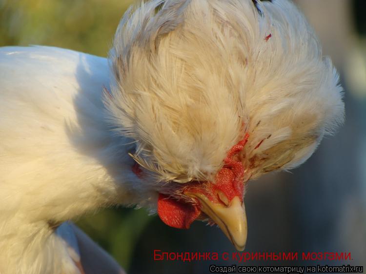 Блондинка с куринными мозгами.... Котоматрица: Блондинка с куринными мозгами.