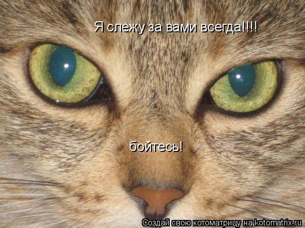 Я слежу за вами всегда!!!! бойтесь!... Котоматрица: Я слежу за вами всегда!!!! бойтесь!