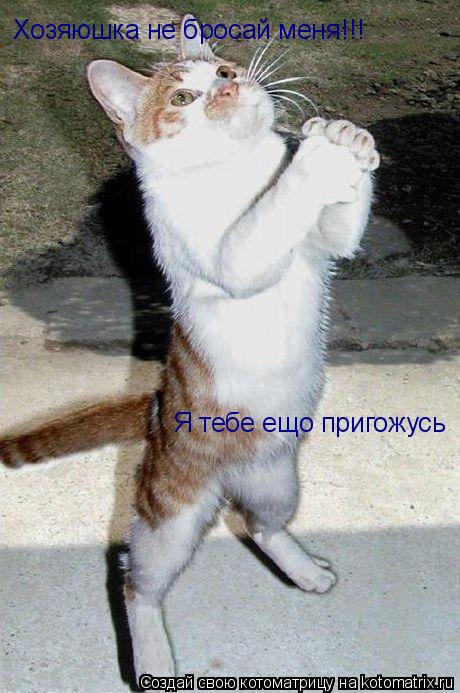 Хозяюшка не бросай меня!!! Я тебе ещо пригожусь... Котоматрица: Хозяюшка не бросай меня!!! Я тебе ещо пригожусь