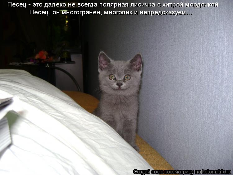 Песец - это далеко не всегда полярная лисичка с хитрой мордочкой Песец, он многогранен, многолик и не... Котоматрица: Песец - это далеко не всегда полярная лисичка с хитрой мордочкой Песец, он многогранен, многолик и непредсказуем...