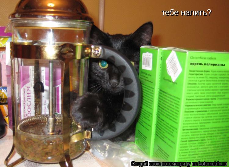 тебе налить?... Котоматрица: тебе налить?