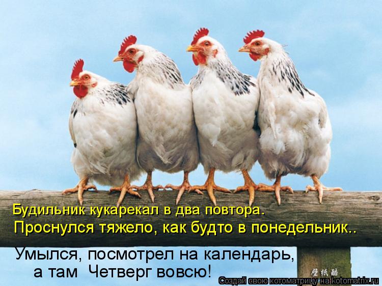Будильник кукарекал в два повтора. Проснулся тяжело, как будто в понедельник.. а там Четверг вовс... Котоматрица: Будильник кукарекал в два повтора. Проснулся тяжело, как будто в понедельник.. а там Четверг вовсю! Умылся, посмотрел на календарь,