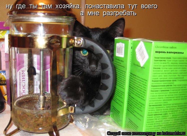 ну где ты там хозяйка. понаставила тут всего а мне разгребать... Котоматрица: ну где ты там хозяйка. понаставила тут всего а мне разгребать